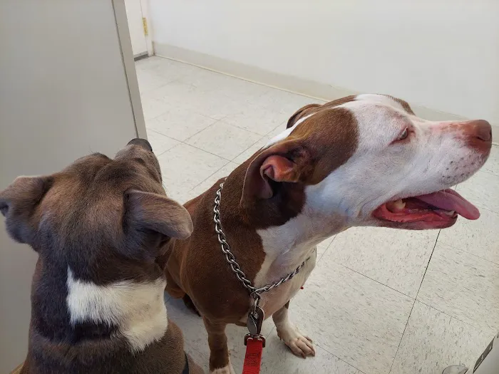 All Pets Animal Hospital Picture 7