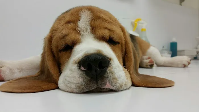 All Pets Animal Hospital Picture 6