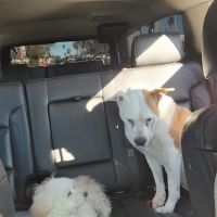 Petco ico