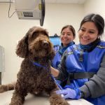 Veterinary Emergency Group