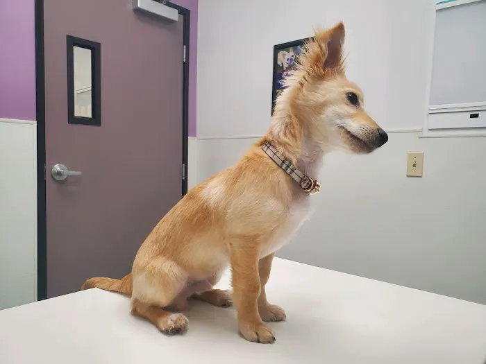 Family VetCare of Phoenix Picture 1