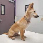 Family VetCare of Phoenix