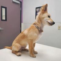 Family VetCare of Phoenix ico