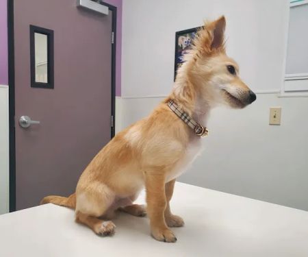 Family VetCare of Phoenix