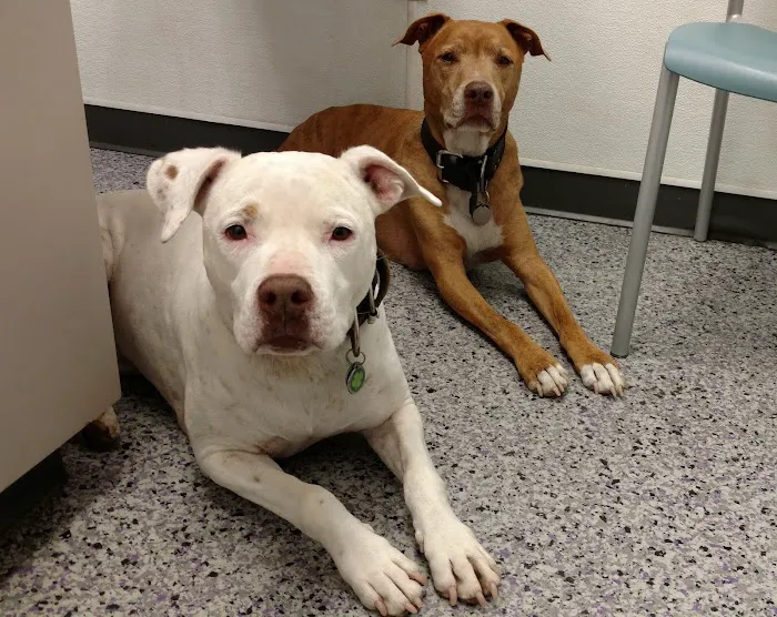 Family VetCare of Phoenix Picture 3