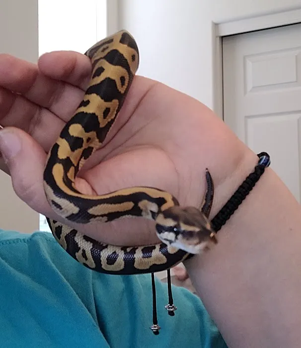 The Reptile Store Picture 1