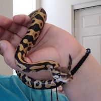 The Reptile Store ico