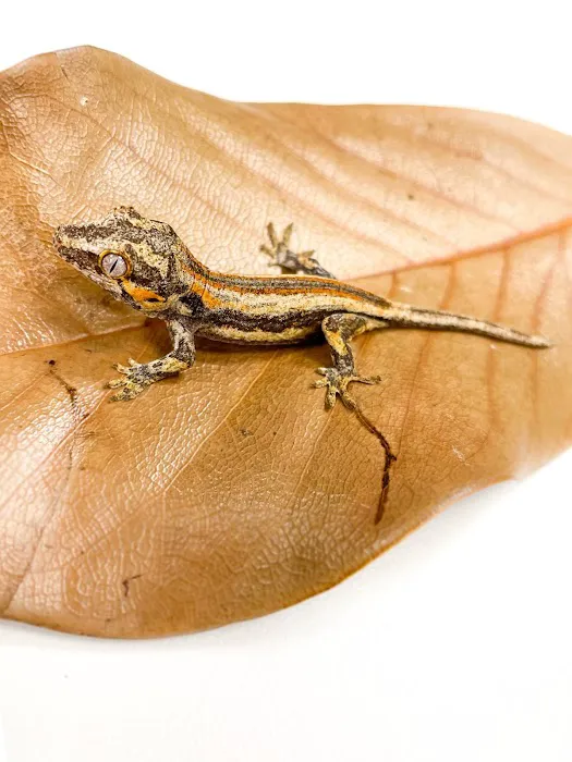 The Reptile Store Picture 6