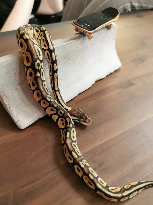 The Reptile Store Picture 4
