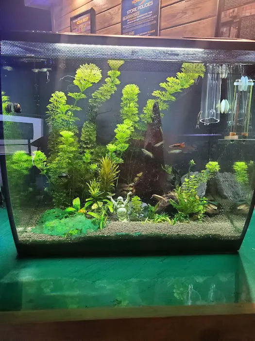 Kona Reef Az - Chandler Picture 8