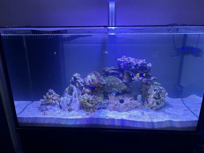 Kona Reef Az - Chandler Picture 5