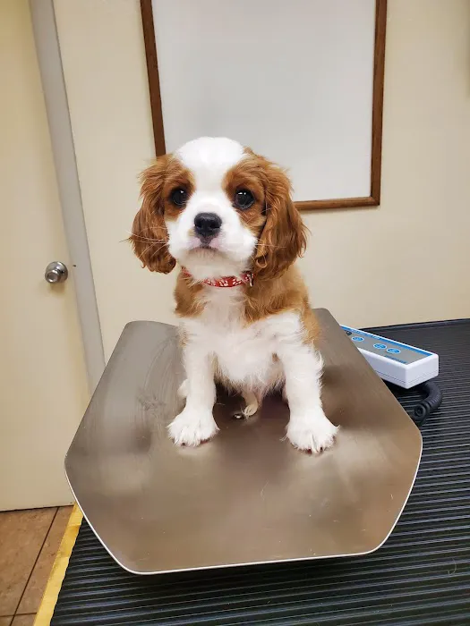 Kennel Care Veterinary Hospital Picture 5