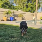 Kennel Care Veterinary Hospital