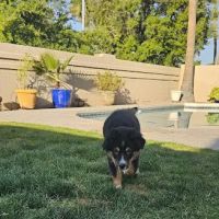 Kennel Care Veterinary Hospital ico