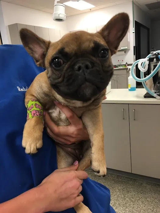 Family VetCare of Chandler Picture 3