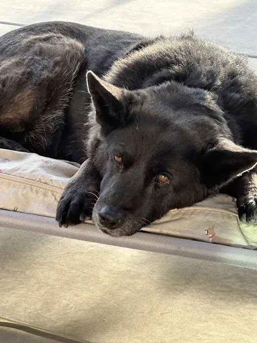 KC In-Home Pet Euthanasia Picture 1