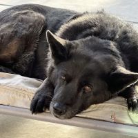 KC In-Home Pet Euthanasia ico