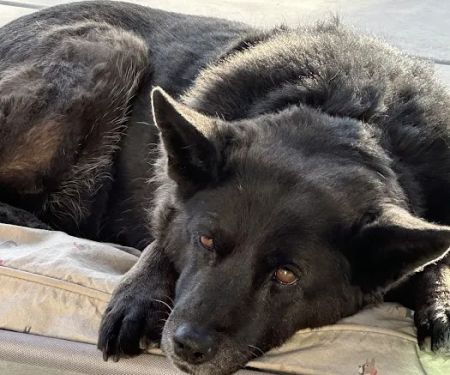 KC In-Home Pet Euthanasia