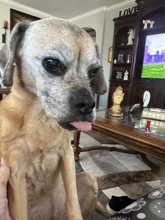 KC In-Home Pet Euthanasia Picture 5