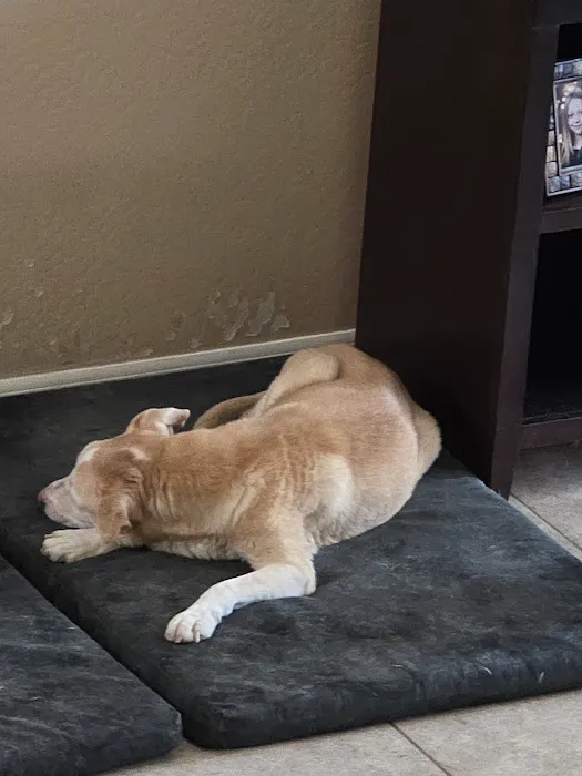 KC In-Home Pet Euthanasia Picture 6