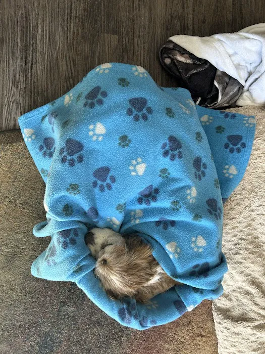 KC In-Home Pet Euthanasia Picture 8