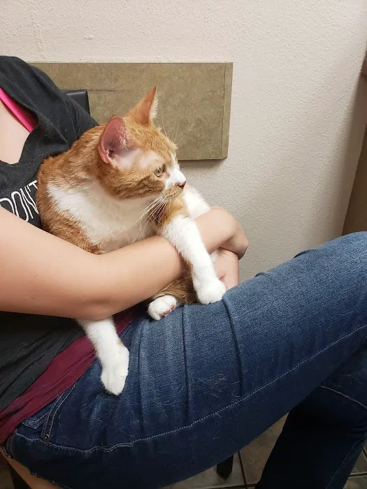 Lovet Pet Health Care - Goodyear Picture 3