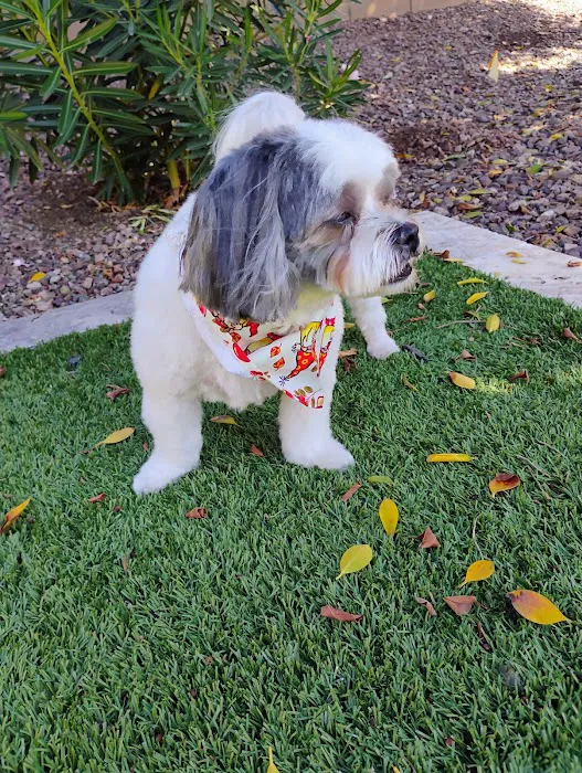 Lovet Pet Health Care - Goodyear Picture 8