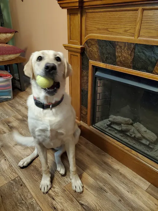 Lovet Pet Health Care - Goodyear Picture 6