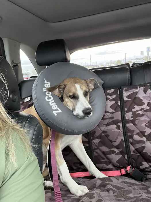 Lovet Pet Health Care - Goodyear Picture 4