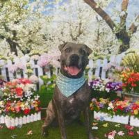 Countryside Animal Hospital ico