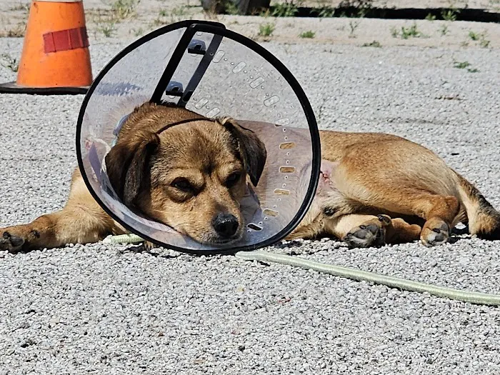 Lovet Pet Health Care - Sarival Picture 10