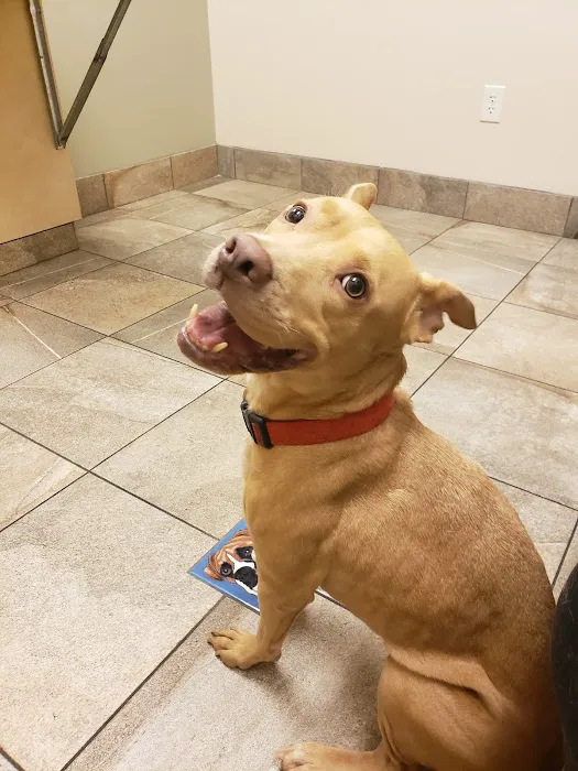 Lovet Pet Health Care - Sarival Picture 6