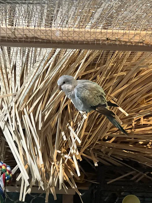 Desert Rose Aviary Picture 9