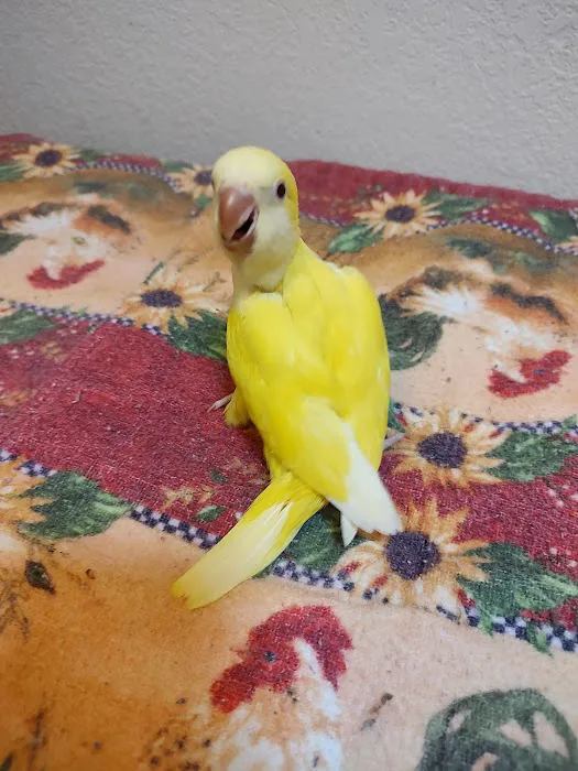 Desert Rose Aviary Picture 8
