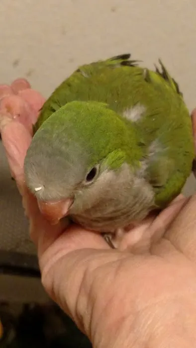 Desert Rose Aviary Picture 6