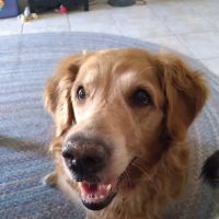 Lovet Pet Health Care - Bell Ridge ico