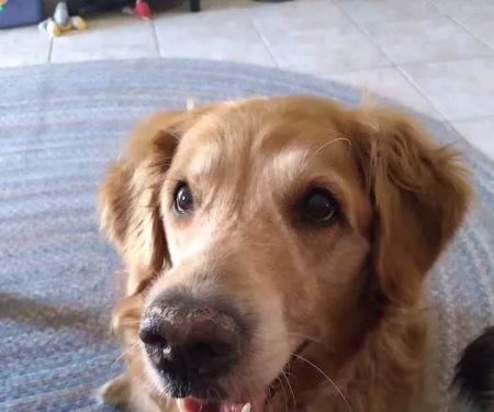 Lovet Pet Health Care - Bell Ridge