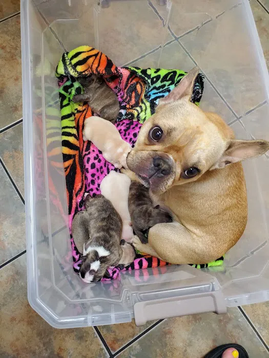 Lovet Pet Health Care - Bell Ridge Picture 4
