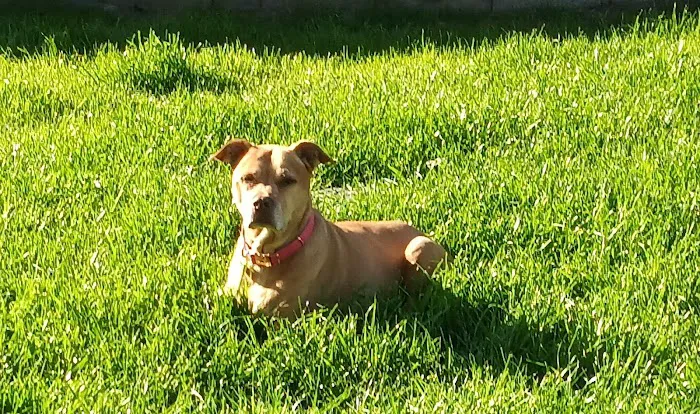 Lovet Pet Health Care - Bell Ridge Picture 8