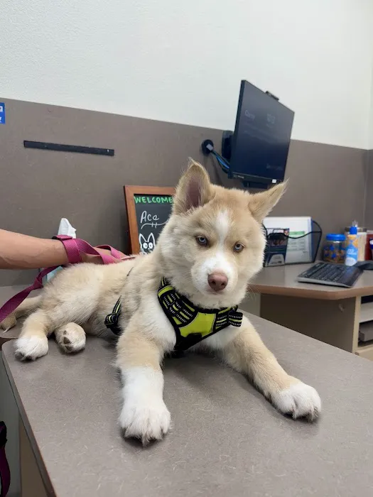 Lovet Pet Health Care - Bell Ridge Picture 6
