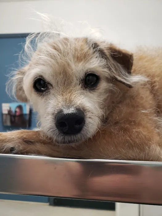 Lovet Pet Health Care - Bell Ridge Picture 9