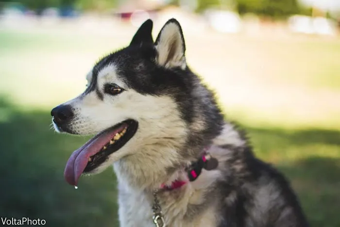 Lovet Pet Health Care - Bell Ridge Picture 3