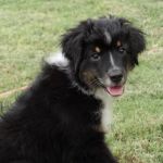 Union Hills Animal Hospital