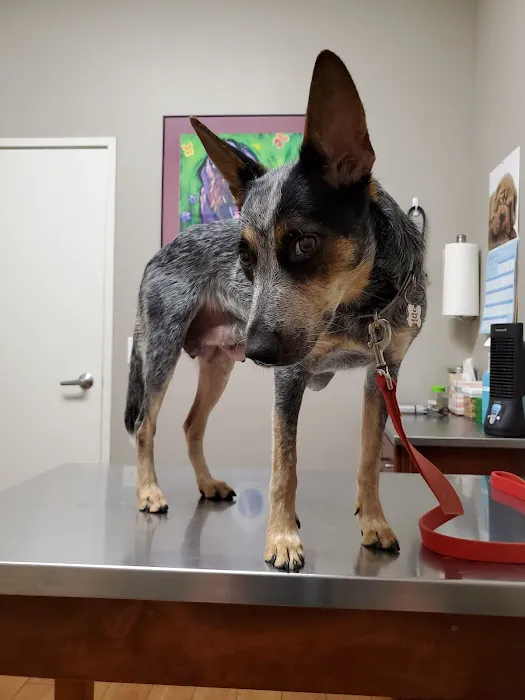 Union Hills Animal Hospital Picture 10