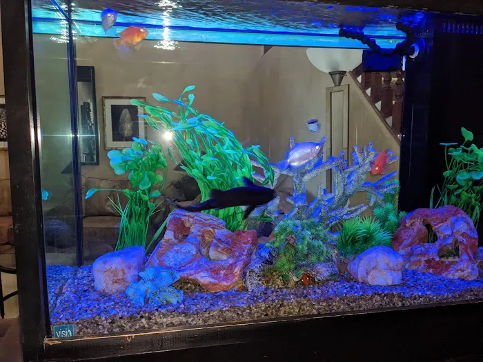 Aquaholic Aquariums LLC Picture 8