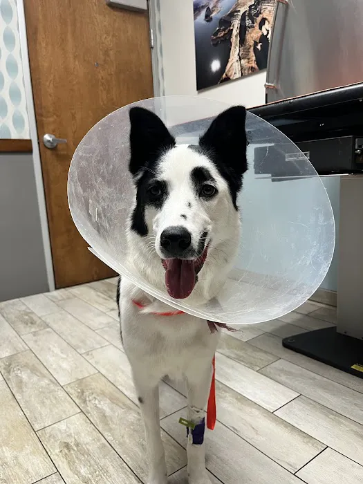 1st Pet Veterinary Centers - North Valley Picture 9