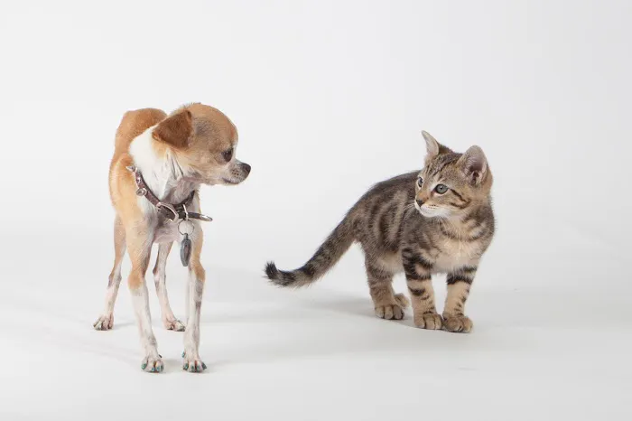 1st Pet Veterinary Centers - North Valley Picture 4