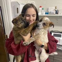 Neighborhood Veterinary Clinic ico