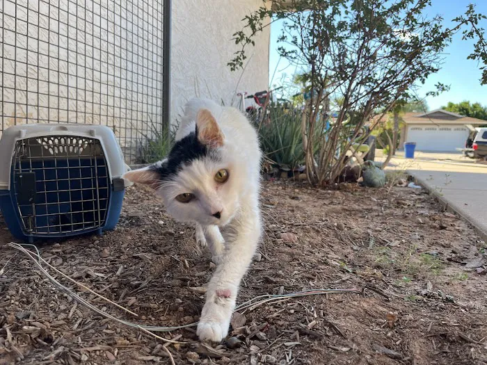 Neighborhood Veterinary Clinic Picture 7