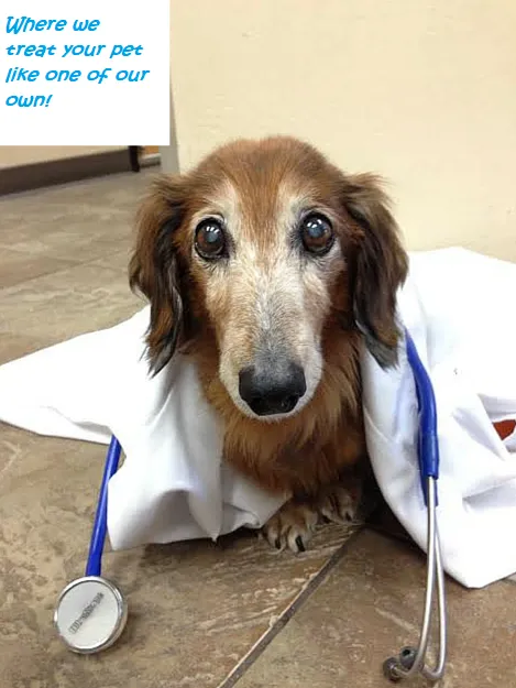 Neighborhood Veterinary Clinic Picture 2